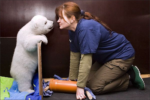 Baby polar bear Flocke nose to nose with her zookeeper.